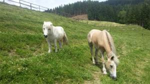 DieDiego und Moritz beim Grasen