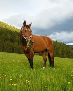 Kimbel auf der Wiese