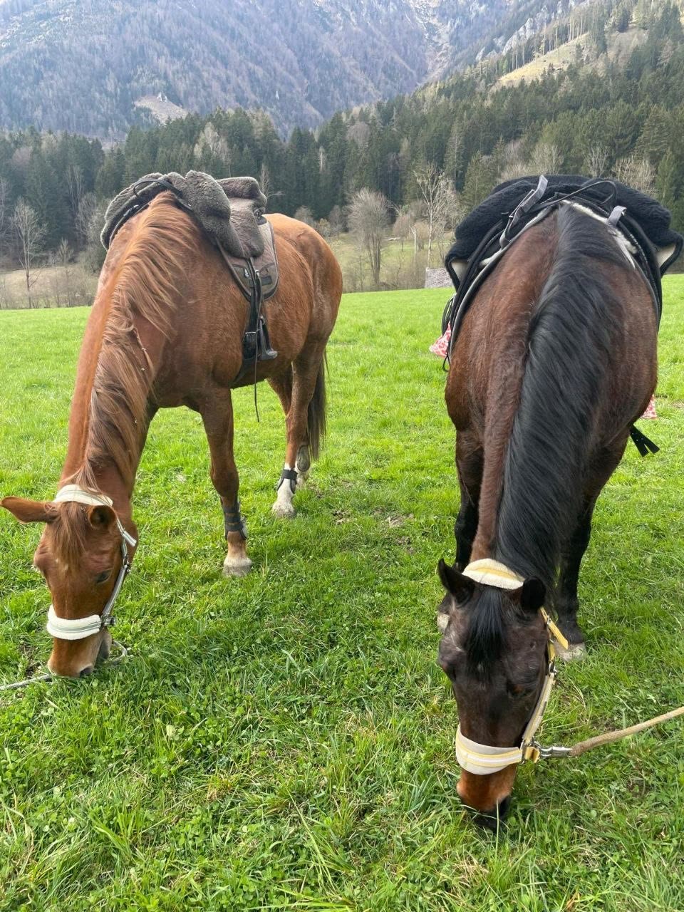 Ausritt durch die steirische Natur rund um Traboch