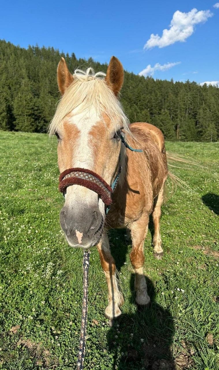 Haflinger-Pony mit heller Mähne am Reiterhof Kern