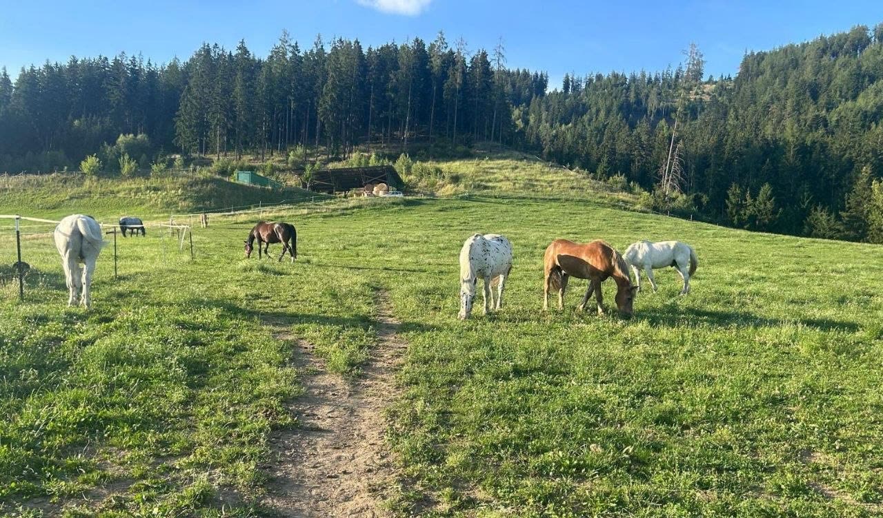 Pferdeherde auf der Koppel am Reiterhof Kern in Traboch