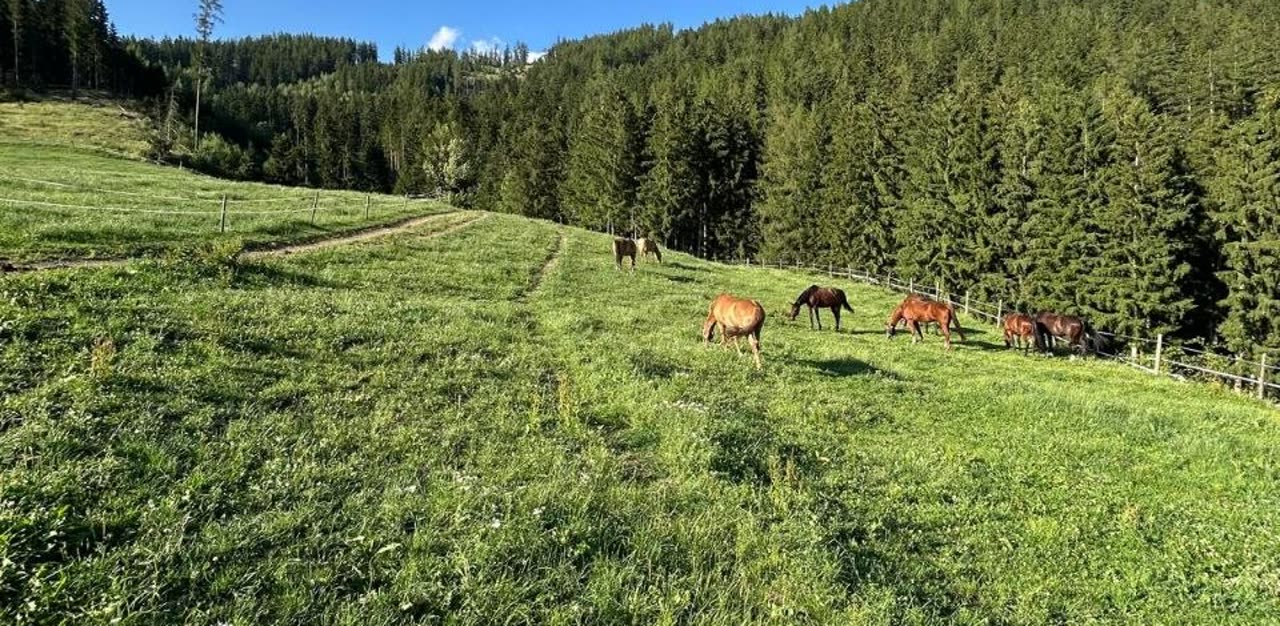 Steirische Landschaft rund um den Reiterhof Kern in Traboch